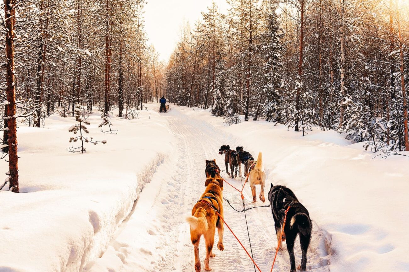 team building hiver - traineau à chiens